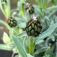 Centaurea montana 'Alba'